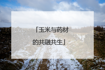 玉米与药材的共融共生