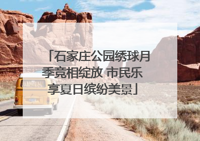 石家庄公园绣球月季竞相绽放 市民乐享夏日缤纷美景