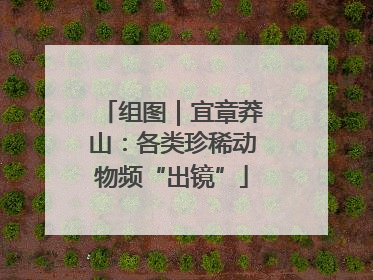 组图｜宜章莽山：各类珍稀动物频“出镜”