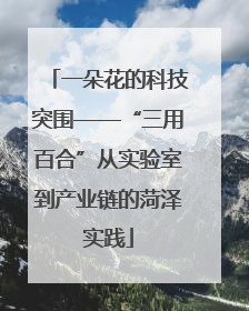 一朵花的科技突围——“三用百合”从实验室到产业链的菏泽实践