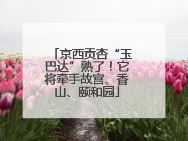 京西贡杏“玉巴达”熟了！它将牵手故宫、香山、颐和园