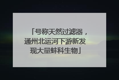 号称天然过滤器，通州北运河下游新发现大量蚌科生物