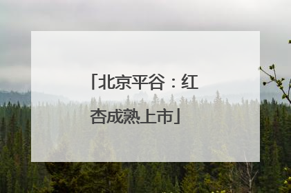 北京平谷：红杏成熟上市