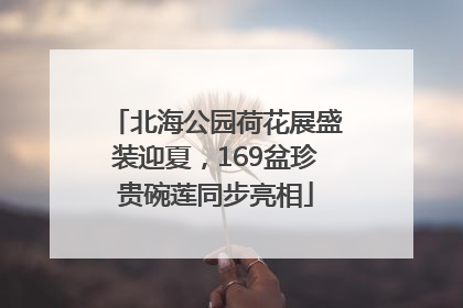 北海公园荷花展盛装迎夏，169盆珍贵碗莲同步亮相