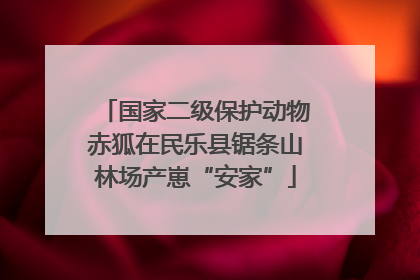 国家二级保护动物赤狐在民乐县锯条山林场产崽“安家”