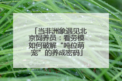 当非洲象遇见北京饲养员：看劳模如何破解“吨位萌宠”的养成密码