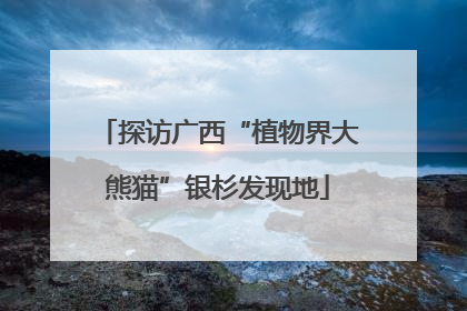 探访广西“植物界大熊猫”银杉发现地