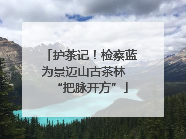 护茶记！检察蓝为景迈山古茶林 “把脉开方”