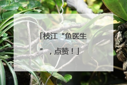 枝江“鱼医生”，点赞！
