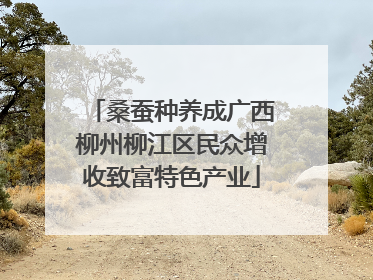 桑蚕种养成广西柳州柳江区民众增收致富特色产业