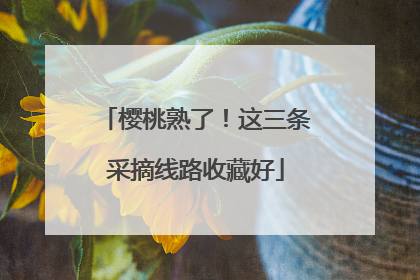 樱桃熟了！这三条采摘线路收藏好