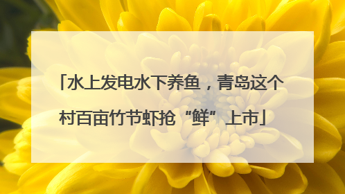 水上发电水下养鱼，青岛这个村百亩竹节虾抢“鲜”上市
