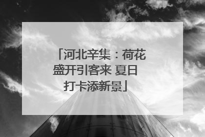 河北辛集：荷花盛开引客来 夏日打卡添新景