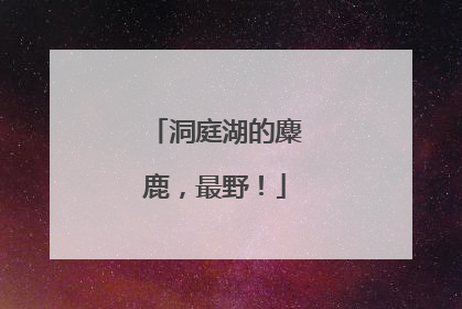 洞庭湖的麋鹿，最野！