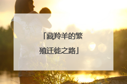 藏羚羊的繁殖迁徙之路