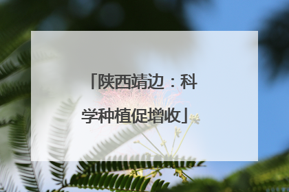 陕西靖边：科学种植促增收