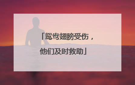 鸳鸯翅膀受伤，他们及时救助