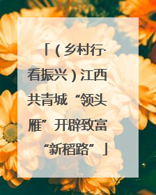 （乡村行·看振兴）江西共青城“领头雁”开辟致富“新稻路”